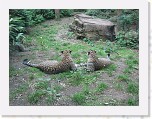 Dierentuin Burgers  Zoo 116 * 3648 x 2736 * (7.11MB)
